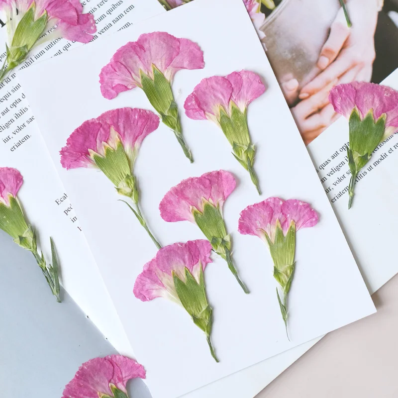 6pcs/4-7cm,Carnation dried flo - Dried Flower Bookmark 评论和价格