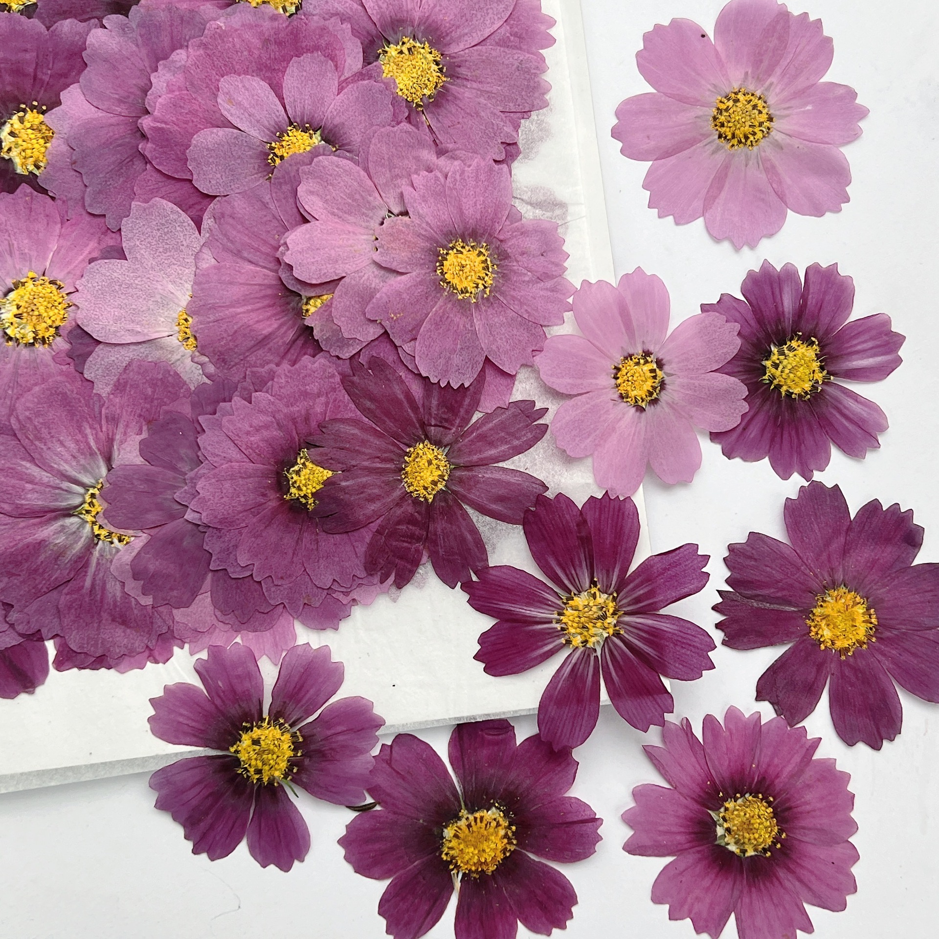 100Pcs Cosmos Dried Flower Pre - Dried Flower Bookmark 评论和价格