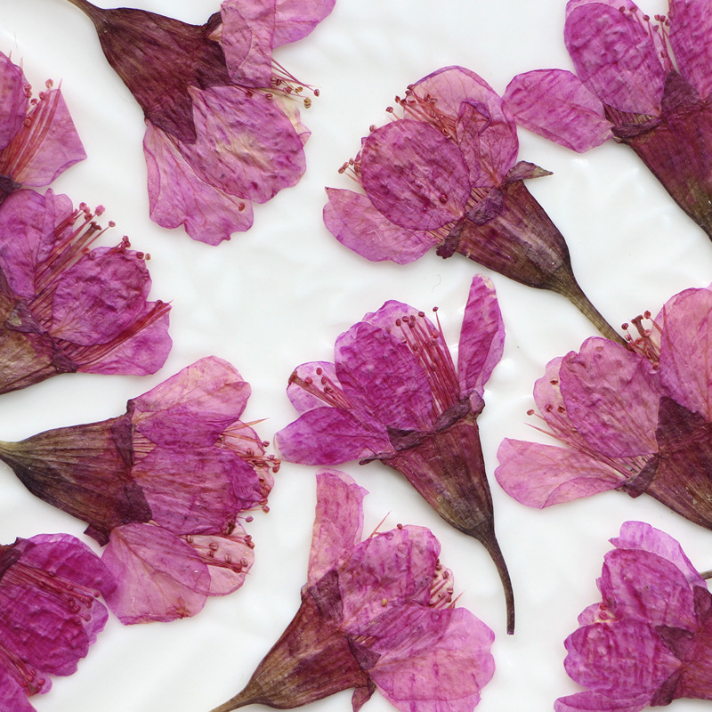 36Pcs Natural Dried Flower Pre - Dried Flower Bookmark 评论和价格