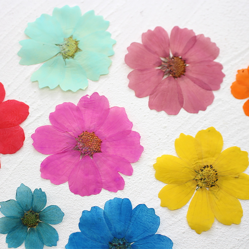 36Pcs Large Cosmos Flower Drie - Dried Flower Bookmark 评论和价格